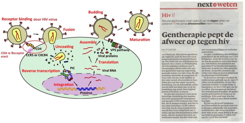 Gentherapie pept de afweer op tegen HIV. 11 Genterapiepeptdeafweeroptegenhiv
