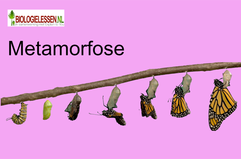 Metamorfose