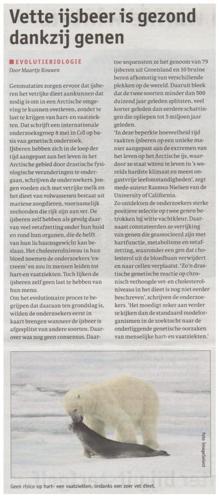 Vette ijsbeer gezond dankzij genen 27 Vetteijsbeerisgezonddankzijgenen