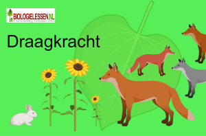 Draagkracht