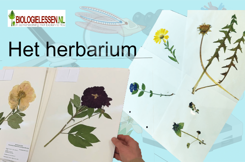 Het herbarium vaardigheden