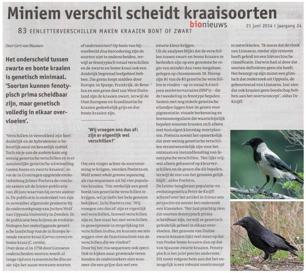Miniem verschil scheidt kraaiensoorten 11 Miniemverschilscheidtkraaiensoorten