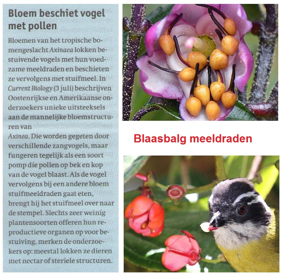 Bloem beschiet vogel met pollen 16 Bloembeschietvogelmetpollen