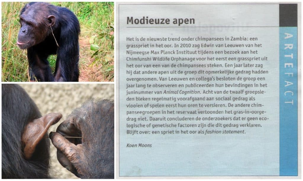 Modieuze apen 14 Modieuzeapen