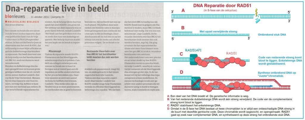 DNA-reparatie live in beeld 20 DNAreparatie2