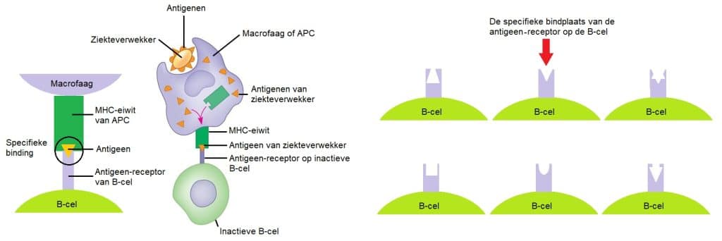 APC 1 APC