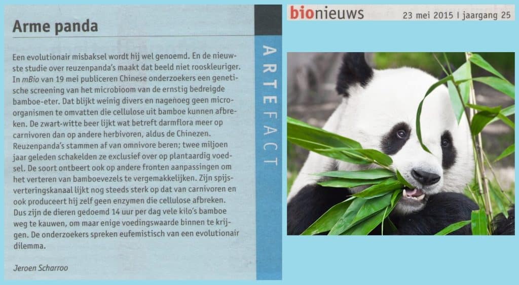 Arme panda. 29 Armepanda