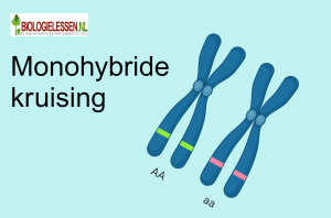 Monohybride kruising