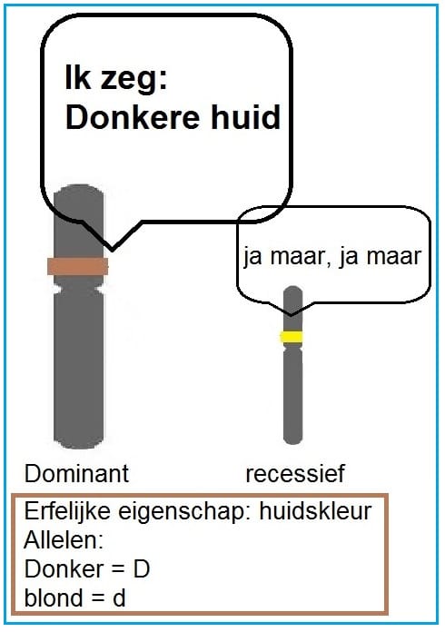 Strijdendeallelendominantenrec2