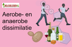 Aerobe en anaerobe dissimilatie