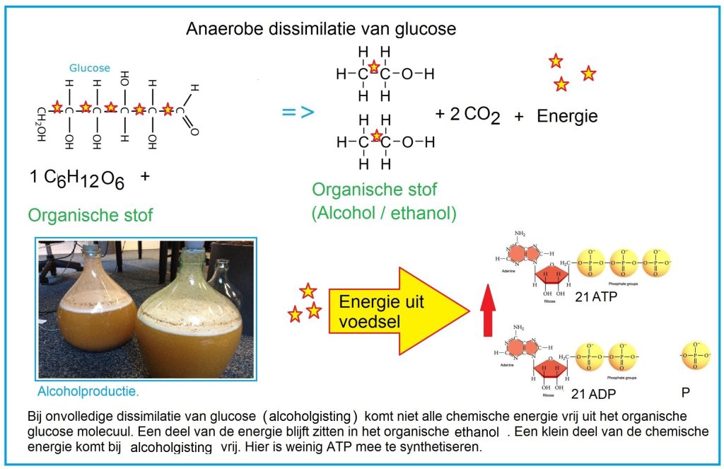 anaerobedissimilatievanglucosemelkzuurgistingjpg2 scaled 2