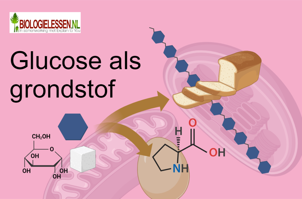 Glucose als grondstof mavo