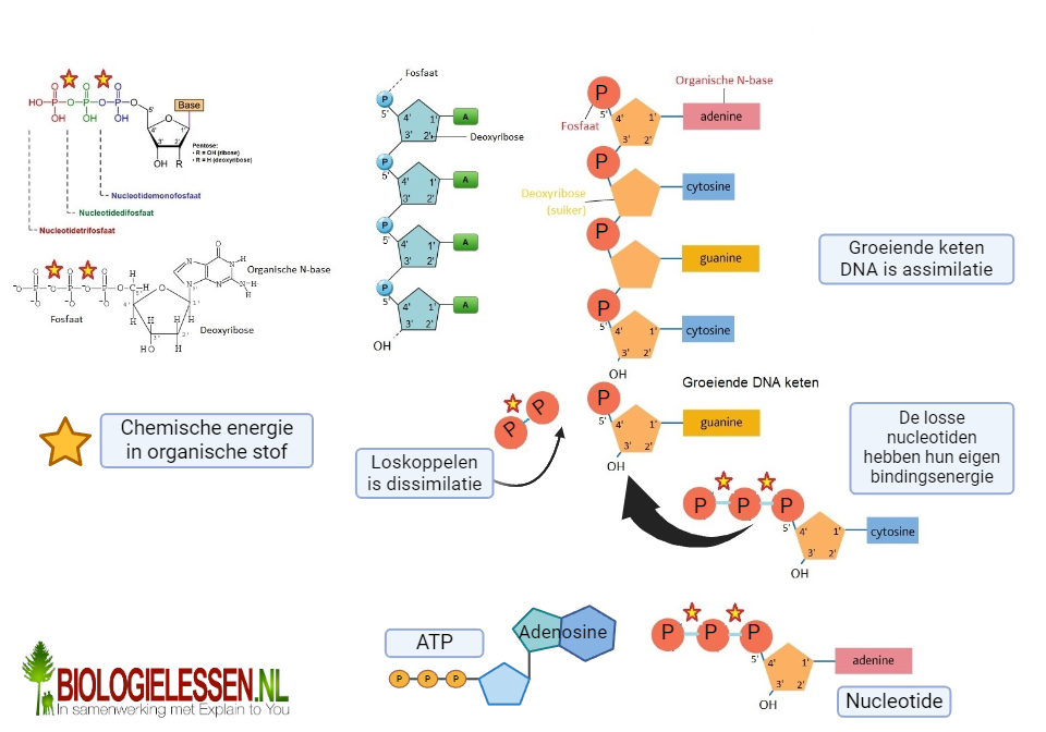 Groeiende DNA streng