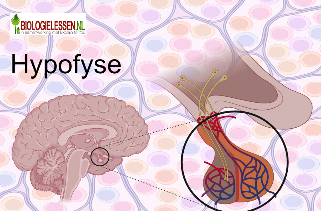 Hypofyse