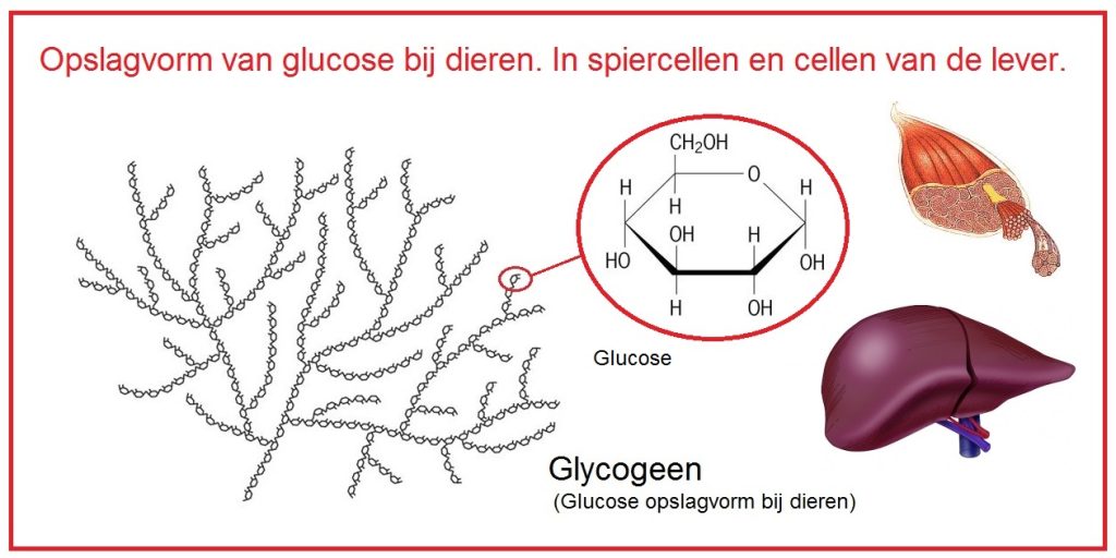 Glycogeen 13 Glycogeen