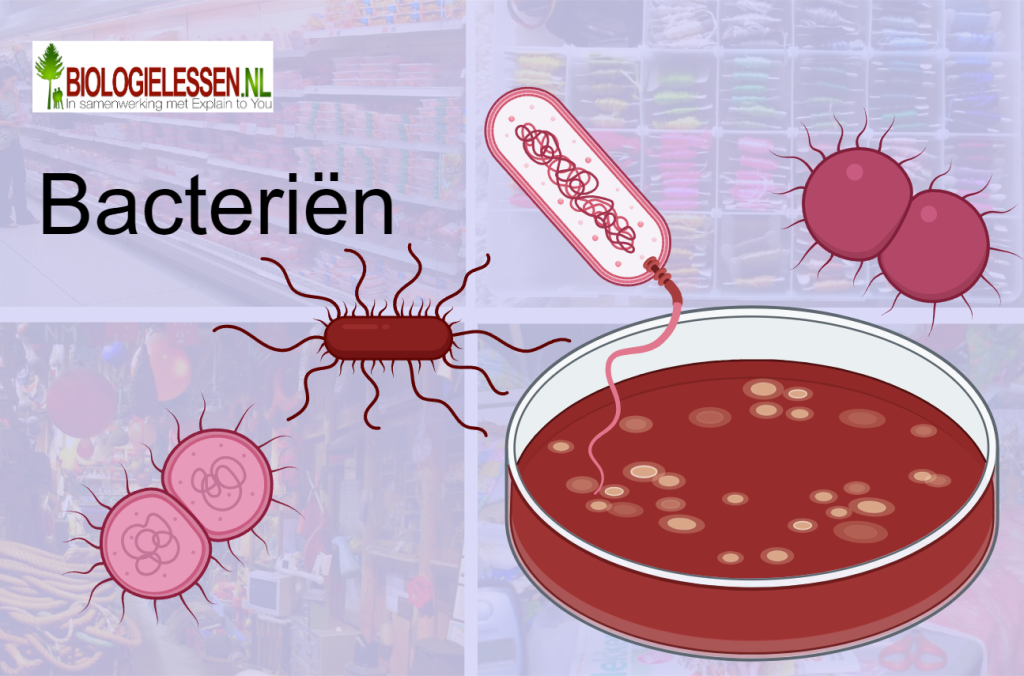 Bacterien OB