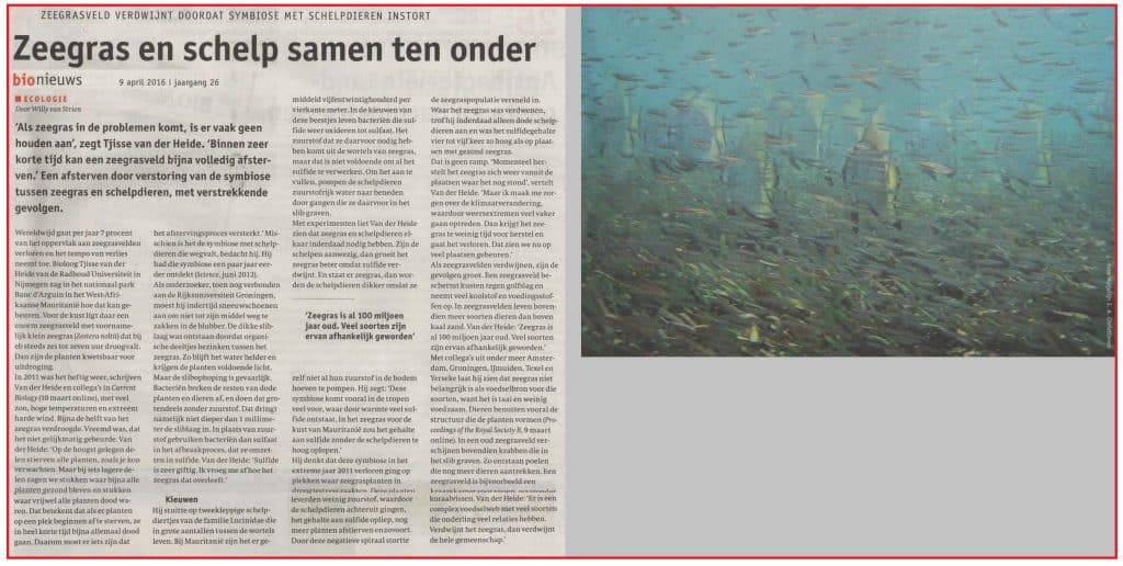 Zeegras en schelp samen ten onder 1 Zeegrasenschelpsamentenonder