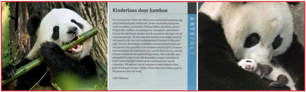 Kinderloos door bamboe 5 Kinderloosdoorbamboe