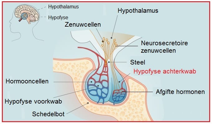 Achterkwabhypofyse