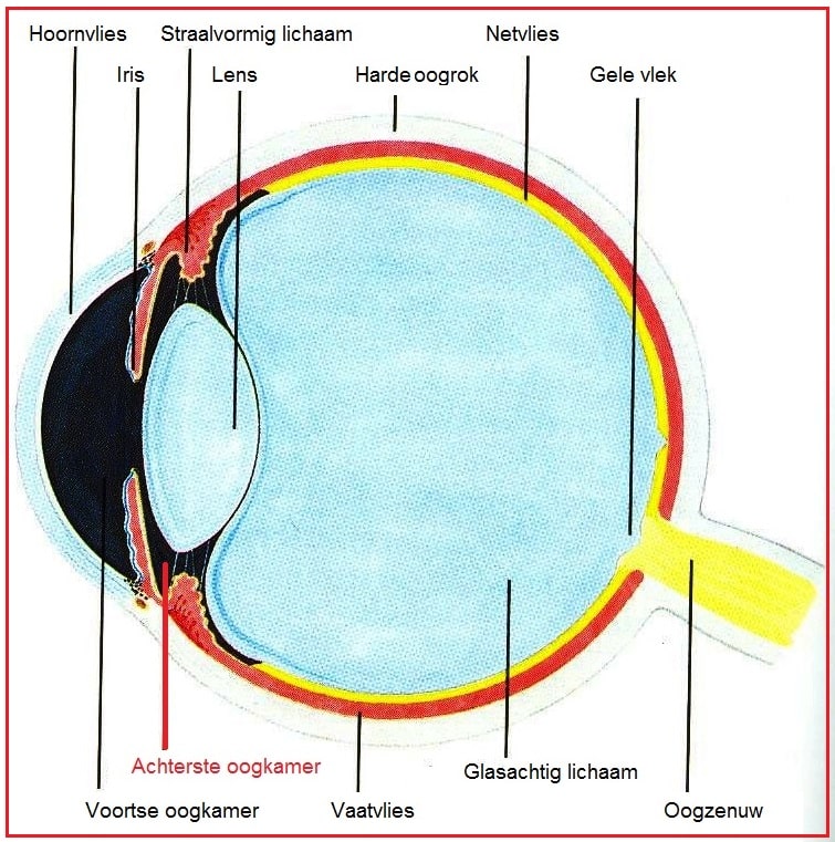Achterste oogkamer
