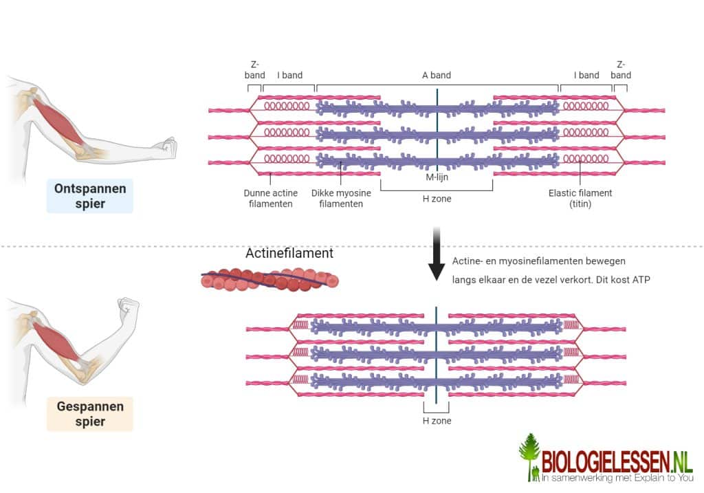 Actine 10 Actine en myosinefilamenten