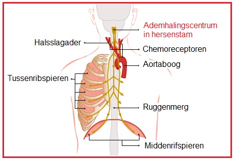 Ademhalingscentrum