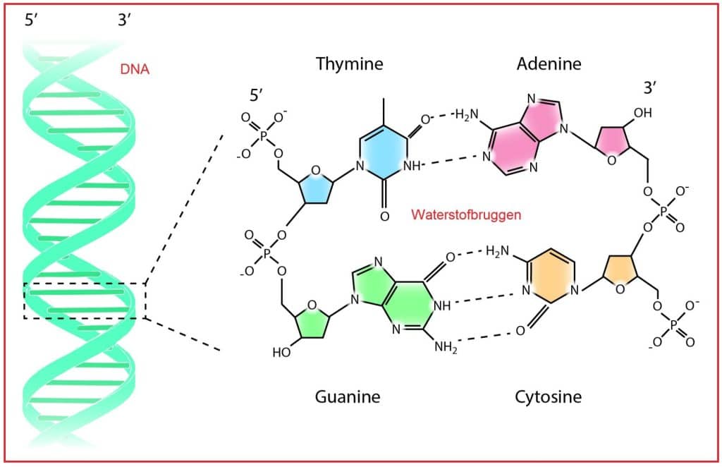 Adenine 15 Adenine