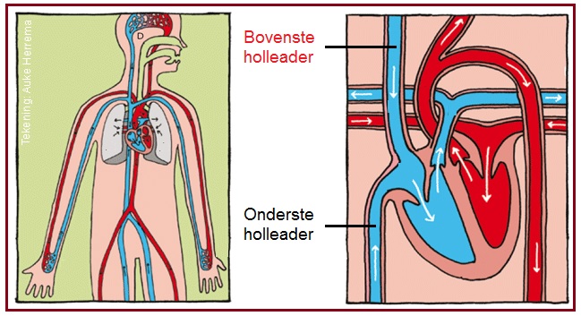 Aderbovensteholleader