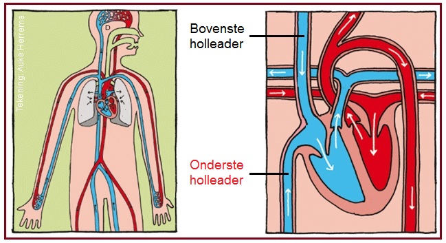 Aderondersteholle