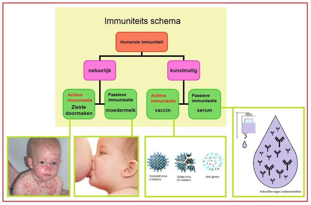 Actieve immunisatie 12 Aktieveimmunisatie