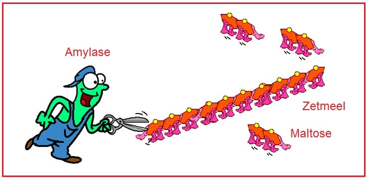 Amylase