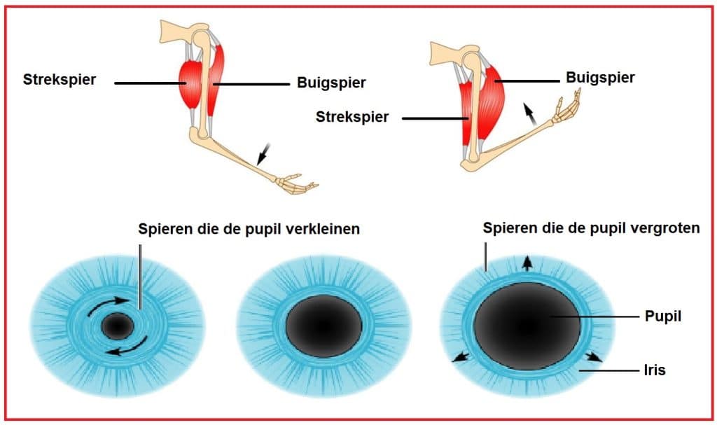 Antagonisten 1 Antagonisten