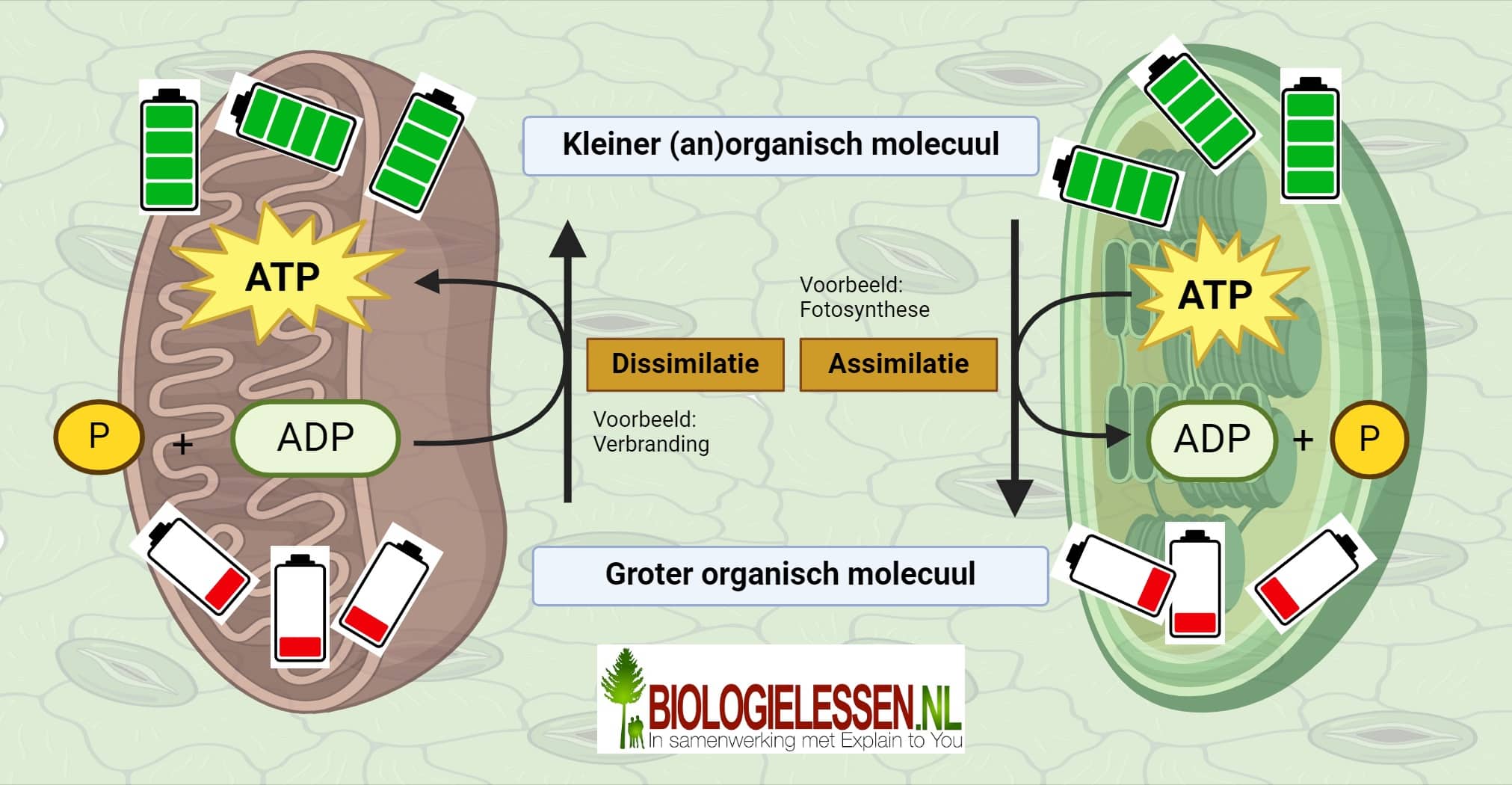 Assimilatieproducten Biologielessen nl Assimilatieproducten Biologielessen nl