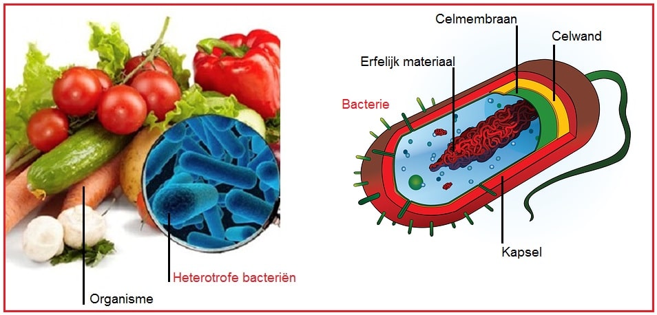 Bacterieheterotroof