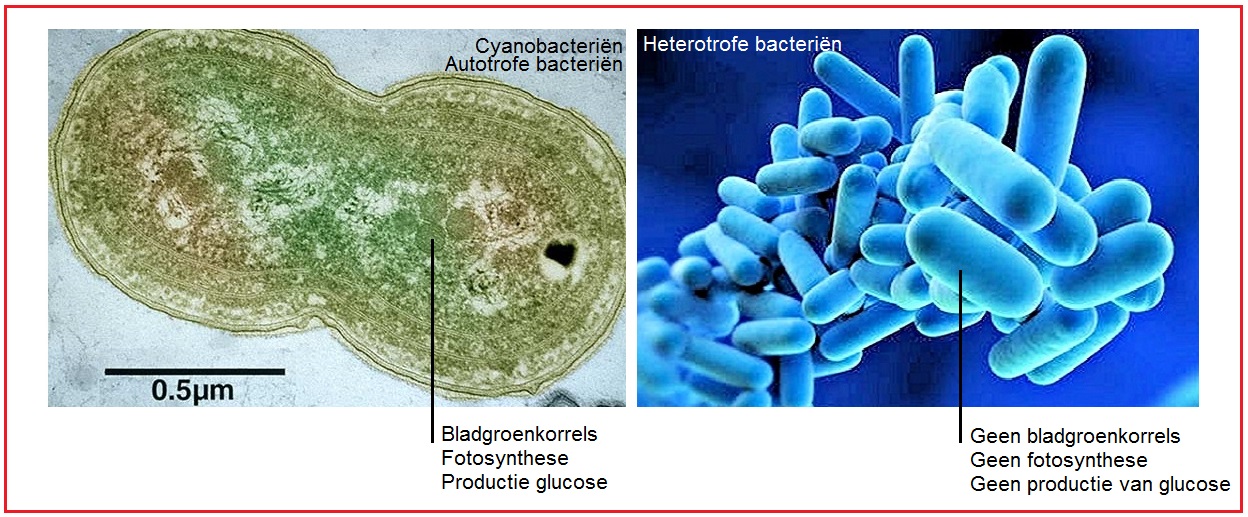 Bacteriencyano