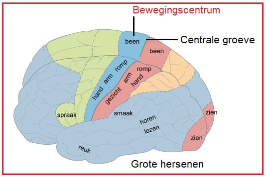 Bewegingscentra