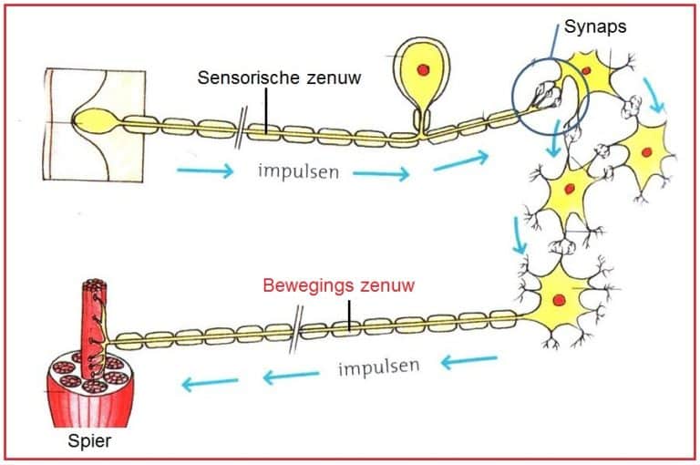 Bewegingszenuw - Biologielessen.nl