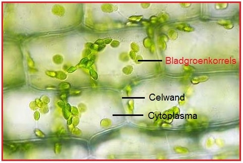 Bladgroenkorrels