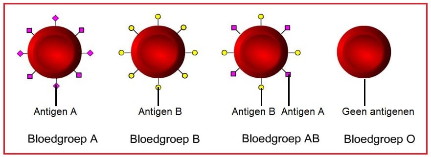 Bloedgroepen