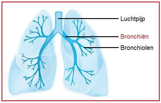 Bronchien