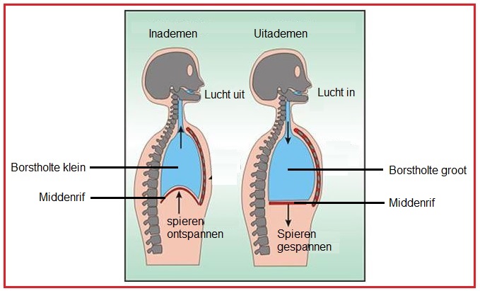 Buikademhaling