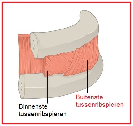 Buitenstetussenribspieren