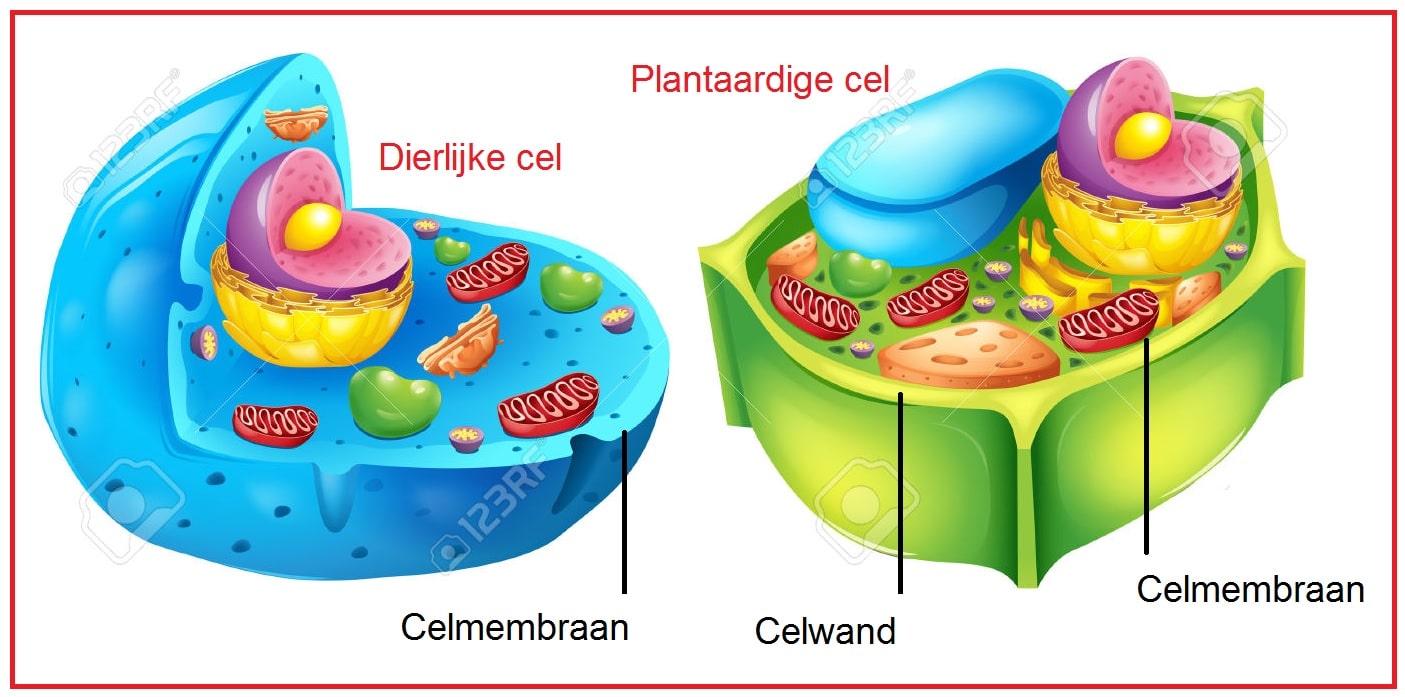 Cel