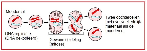 Celdeling