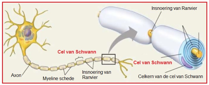 CelvanSchwann