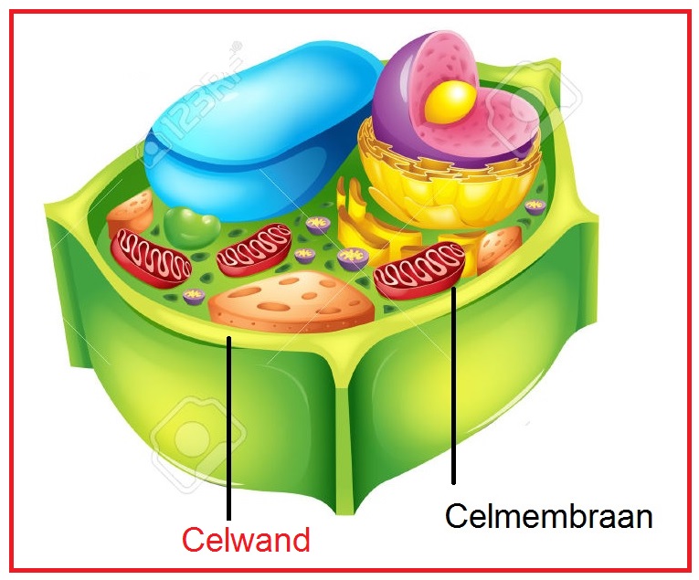 Celwand