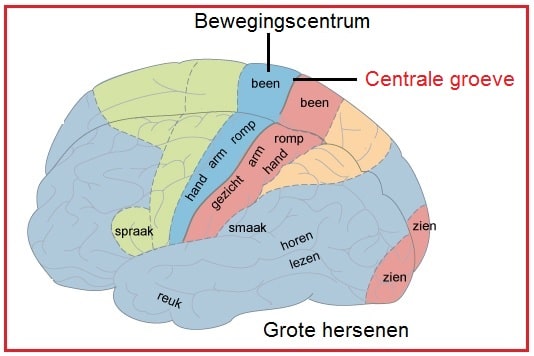 Centrale groeve