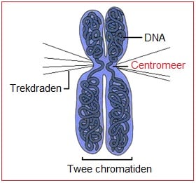 Centromeer