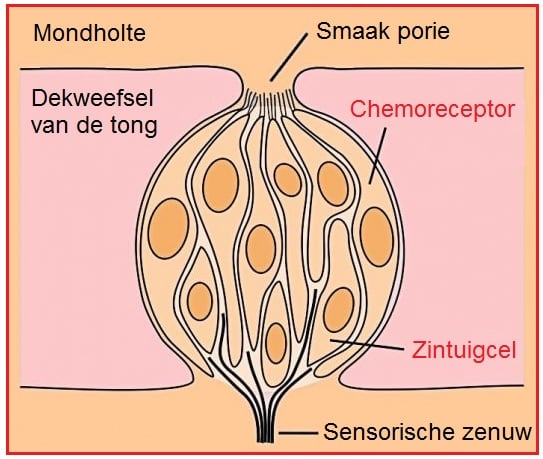 Chemoreceptoren