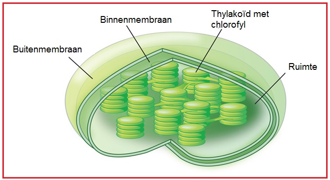 Chloproplast